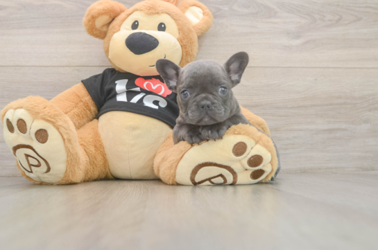 Friendly French Bulldog Baby