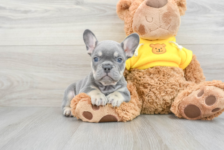 Akc Registered French Bulldog Baby
