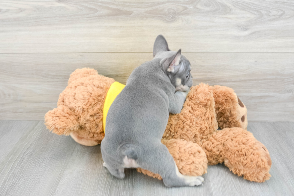 Friendly French Bulldog Purebred Pup
