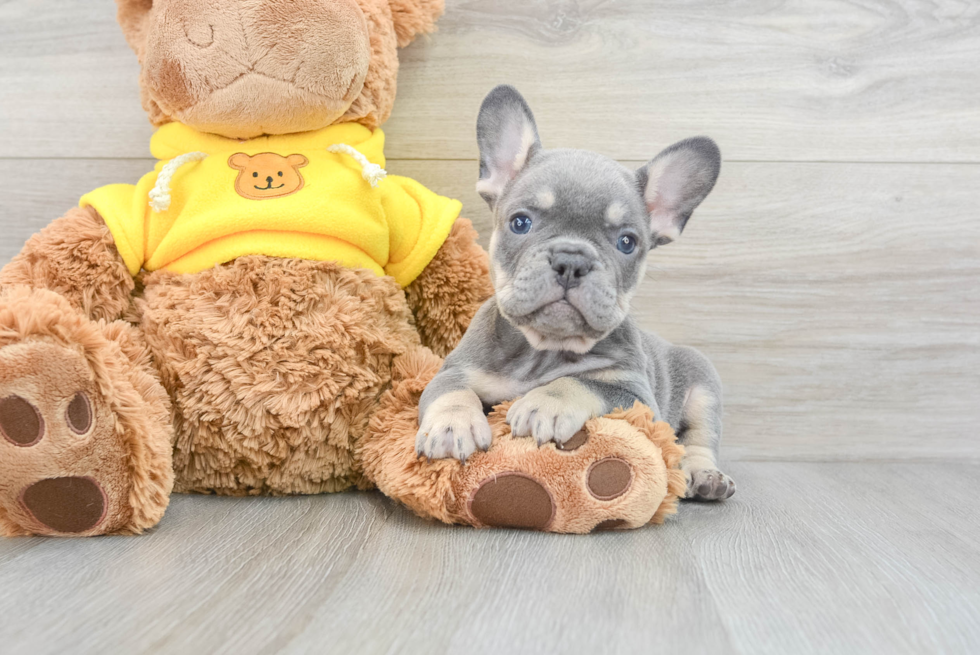 Hypoallergenic French Bulldog Baby