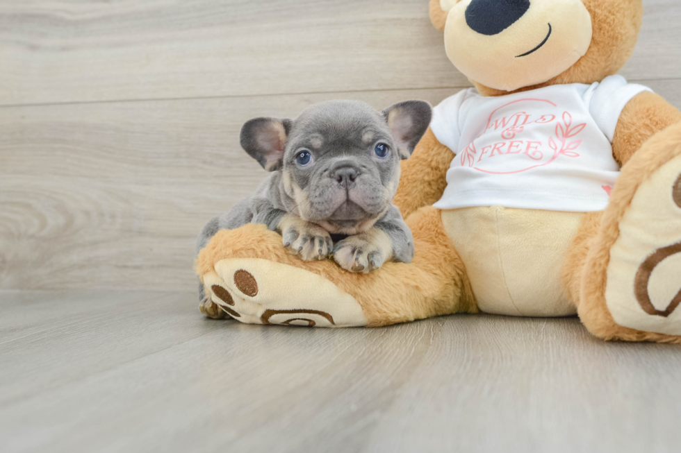 Adorable Frenchie Purebred Puppy