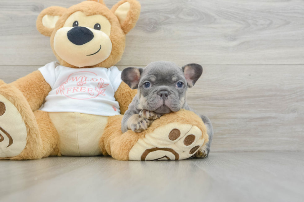 6 week old French Bulldog Puppy For Sale - Florida Fur Babies