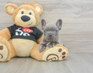 7 week old French Bulldog Puppy For Sale - Florida Fur Babies