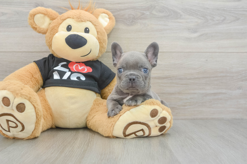 7 week old French Bulldog Puppy For Sale - Florida Fur Babies