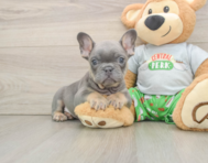 6 week old French Bulldog Puppy For Sale - Florida Fur Babies