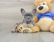 8 week old French Bulldog Puppy For Sale - Florida Fur Babies