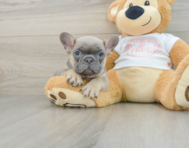 6 week old French Bulldog Puppy For Sale - Florida Fur Babies