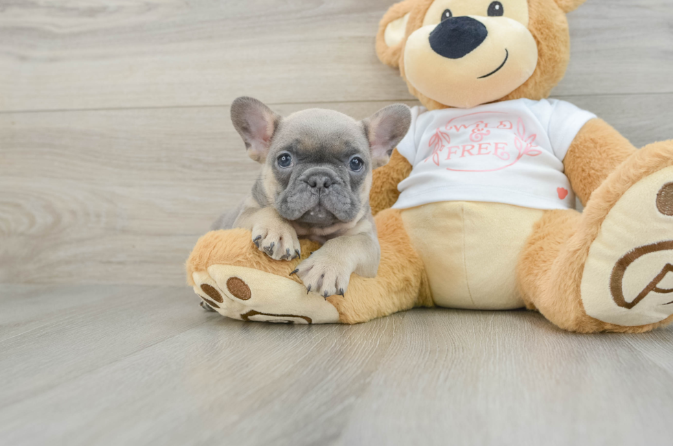 6 week old French Bulldog Puppy For Sale - Florida Fur Babies