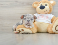 6 week old French Bulldog Puppy For Sale - Florida Fur Babies