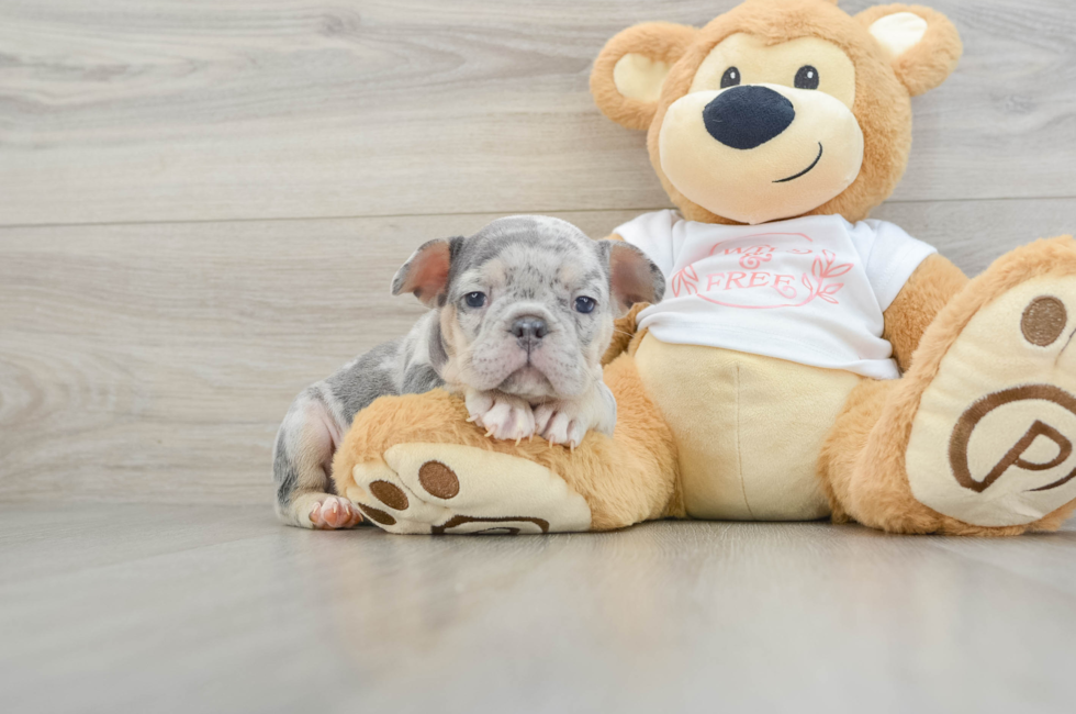 6 week old French Bulldog Puppy For Sale - Florida Fur Babies