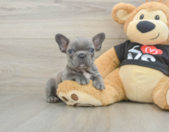 7 week old French Bulldog Puppy For Sale - Florida Fur Babies