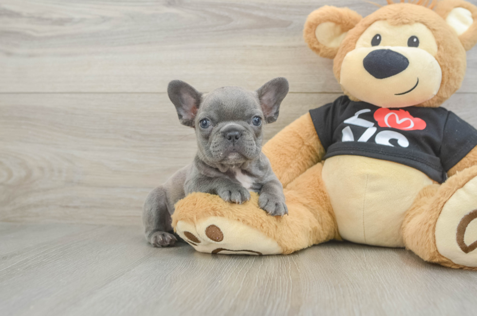 7 week old French Bulldog Puppy For Sale - Florida Fur Babies