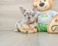 6 week old French Bulldog Puppy For Sale - Florida Fur Babies