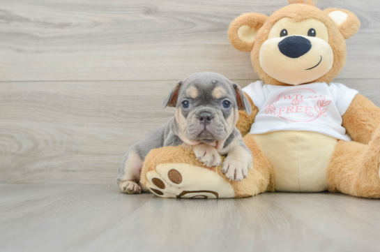 Best French Bulldog Baby