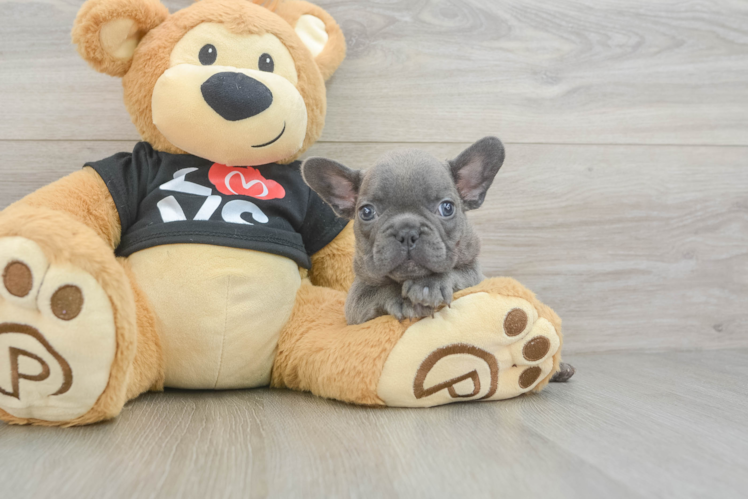 Smart Frenchie Purebred Puppy