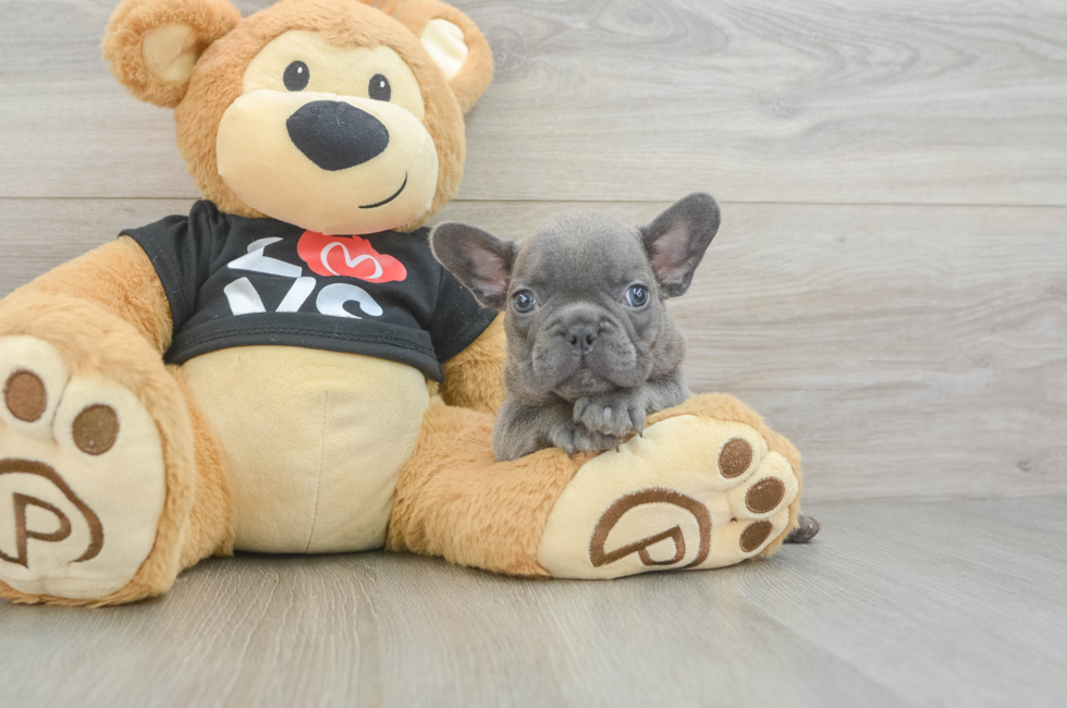 7 week old French Bulldog Puppy For Sale - Florida Fur Babies