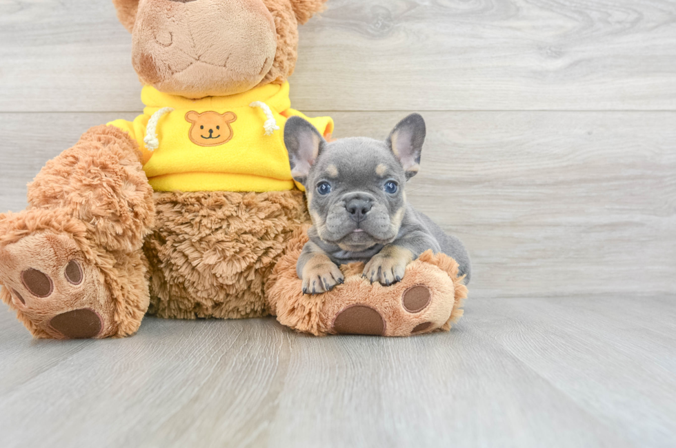 6 week old French Bulldog Puppy For Sale - Florida Fur Babies