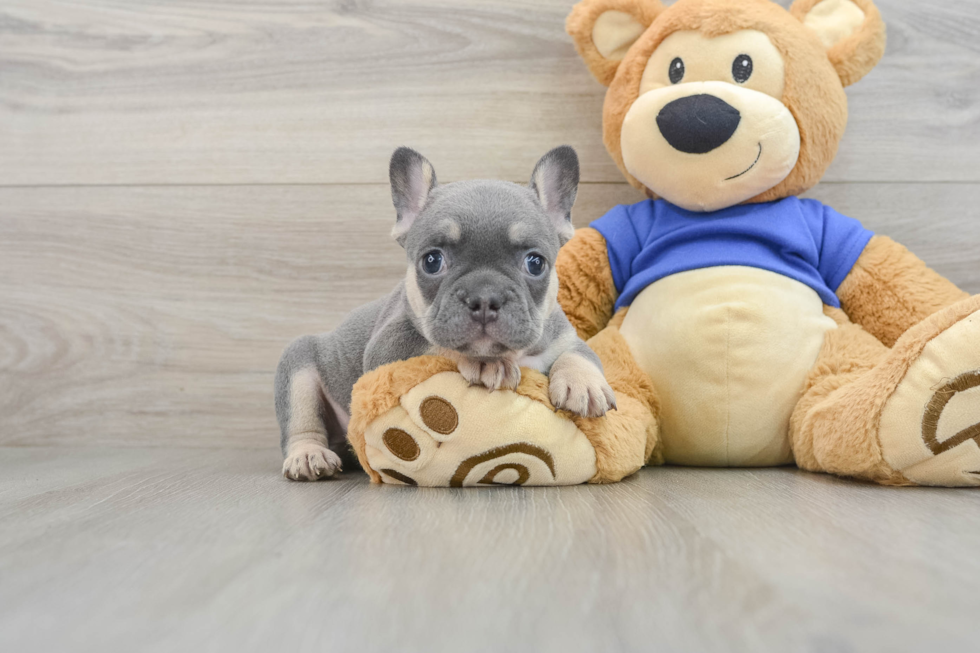 French Bulldog Puppy for Adoption