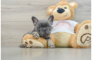 French Bulldog Pup Being Cute