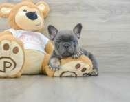 6 week old French Bulldog Puppy For Sale - Florida Fur Babies