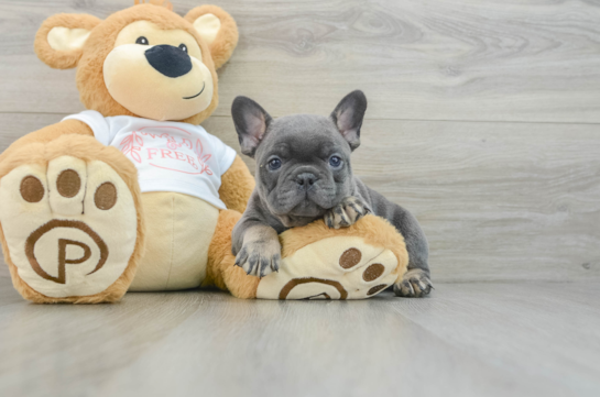 French Bulldog Pup Being Cute