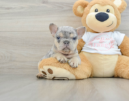 7 week old French Bulldog Puppy For Sale - Florida Fur Babies