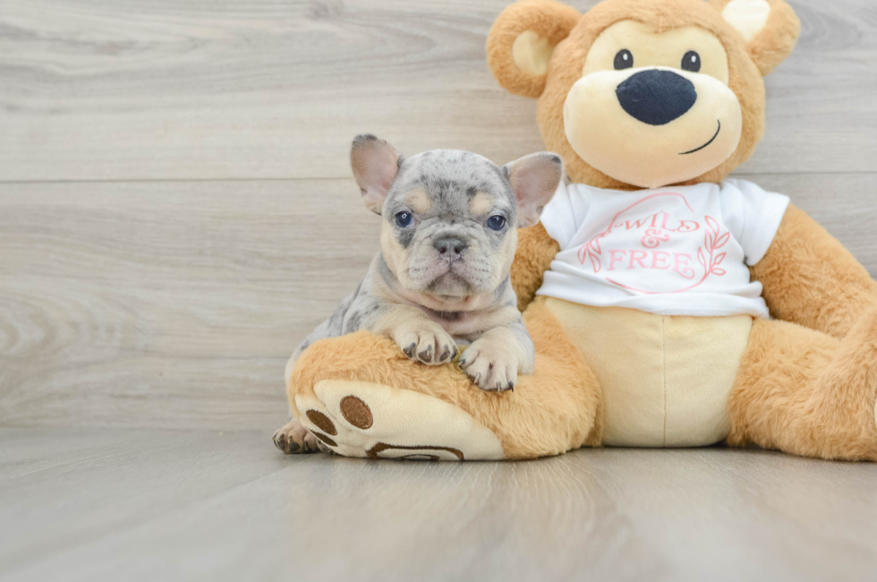 6 week old French Bulldog Puppy For Sale - Florida Fur Babies