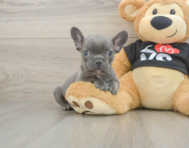 8 week old French Bulldog Puppy For Sale - Florida Fur Babies