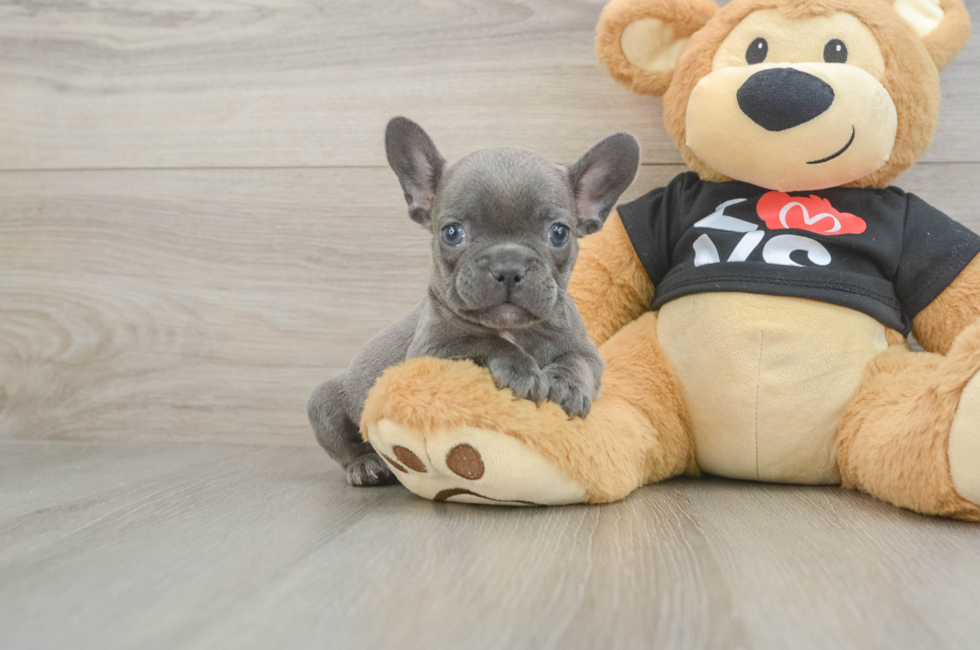 7 week old French Bulldog Puppy For Sale - Florida Fur Babies