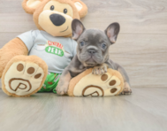 6 week old French Bulldog Puppy For Sale - Florida Fur Babies