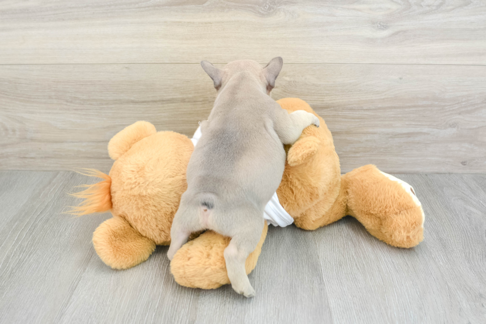 Fluffy Frenchie Purebred Puppy