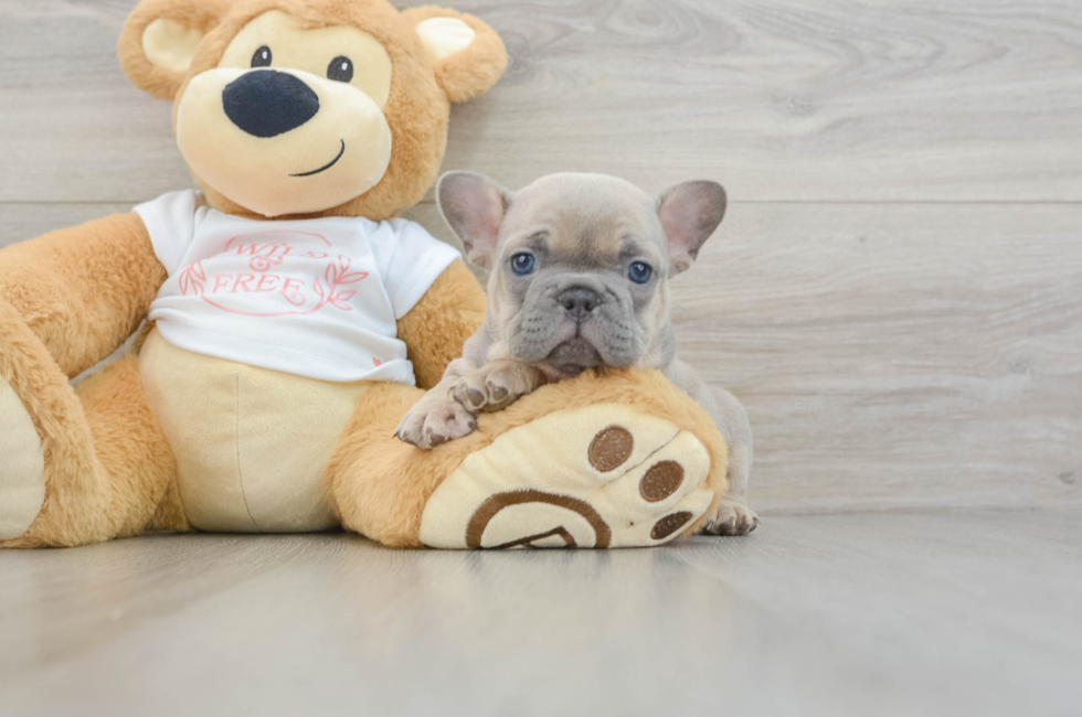 6 week old French Bulldog Puppy For Sale - Florida Fur Babies