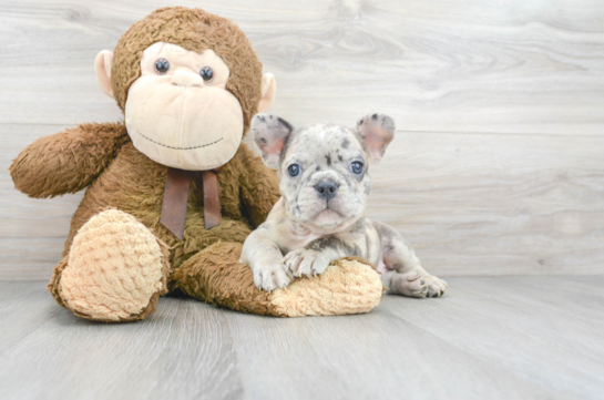 6 week old French Bulldog Puppy For Sale - Florida Fur Babies