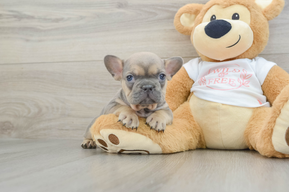 Fluffy Frenchie Purebred Puppy