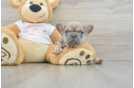 Cute Frenchie Purebred Puppy