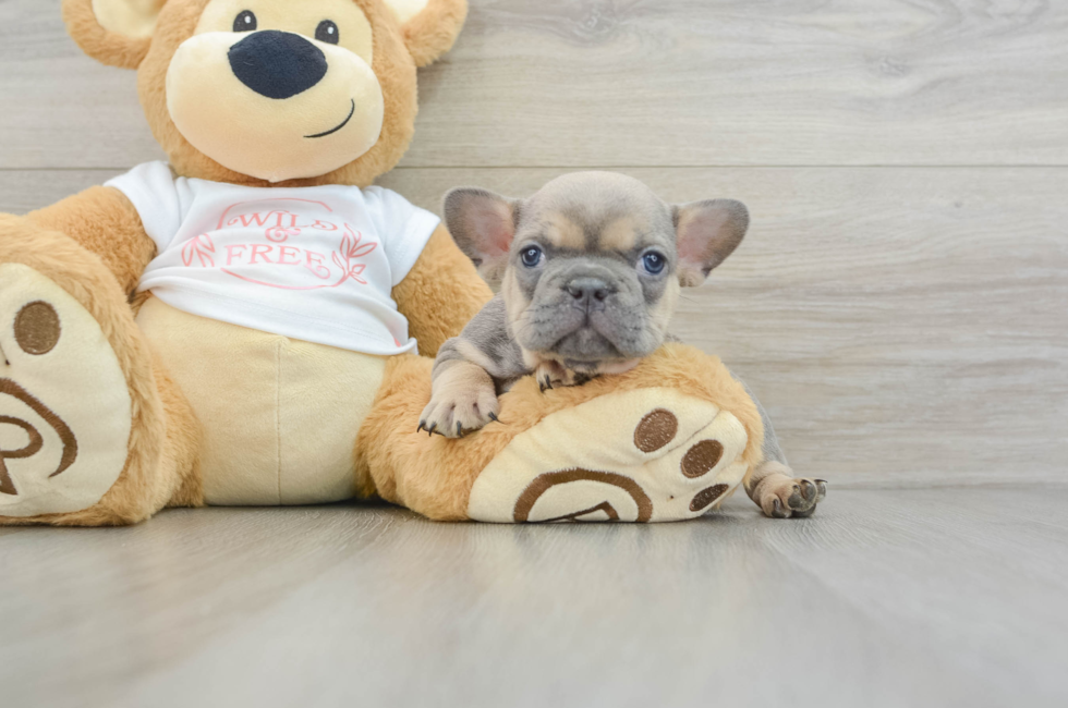 6 week old French Bulldog Puppy For Sale - Florida Fur Babies