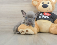 7 week old French Bulldog Puppy For Sale - Florida Fur Babies