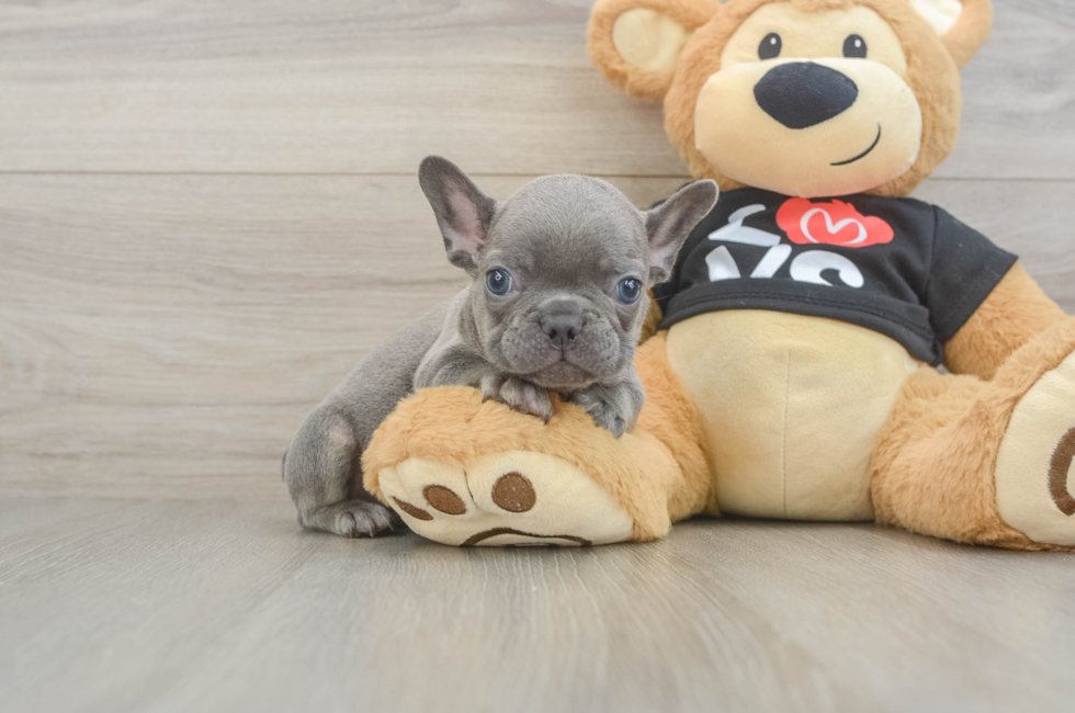 7 week old French Bulldog Puppy For Sale - Florida Fur Babies