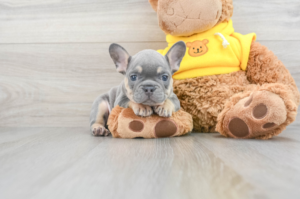 6 week old French Bulldog Puppy For Sale - Florida Fur Babies