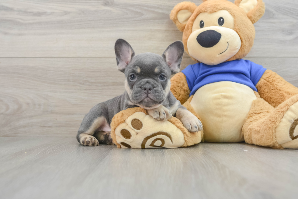 Small French Bulldog Purebred Pup