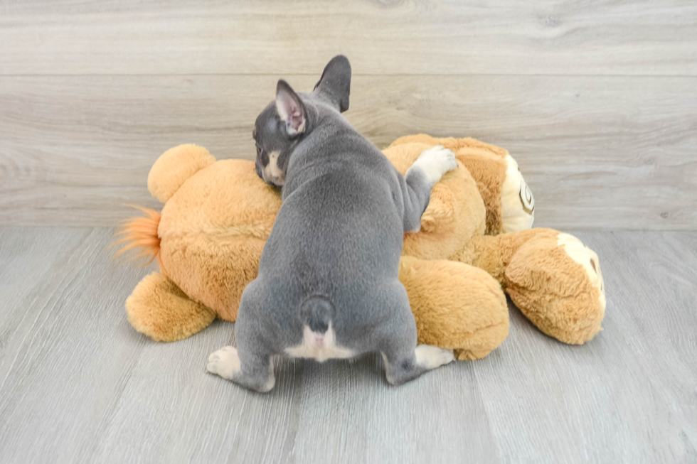 French Bulldog Pup Being Cute