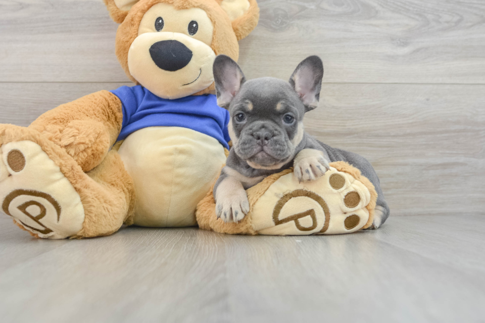 Hypoallergenic French Bulldog Purebred Pup