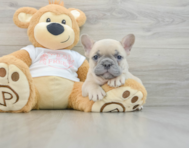 6 week old French Bulldog Puppy For Sale - Florida Fur Babies