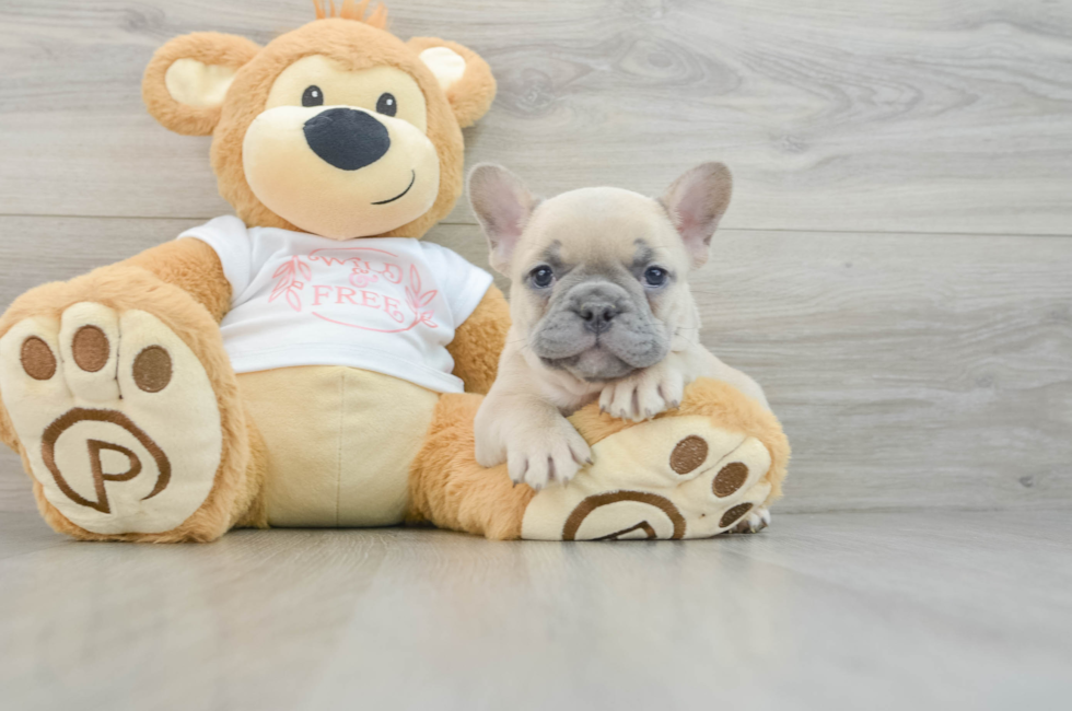 6 week old French Bulldog Puppy For Sale - Florida Fur Babies