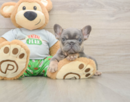 6 week old French Bulldog Puppy For Sale - Florida Fur Babies