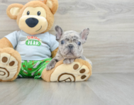 8 week old French Bulldog Puppy For Sale - Florida Fur Babies