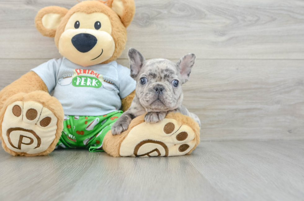 8 week old French Bulldog Puppy For Sale - Florida Fur Babies