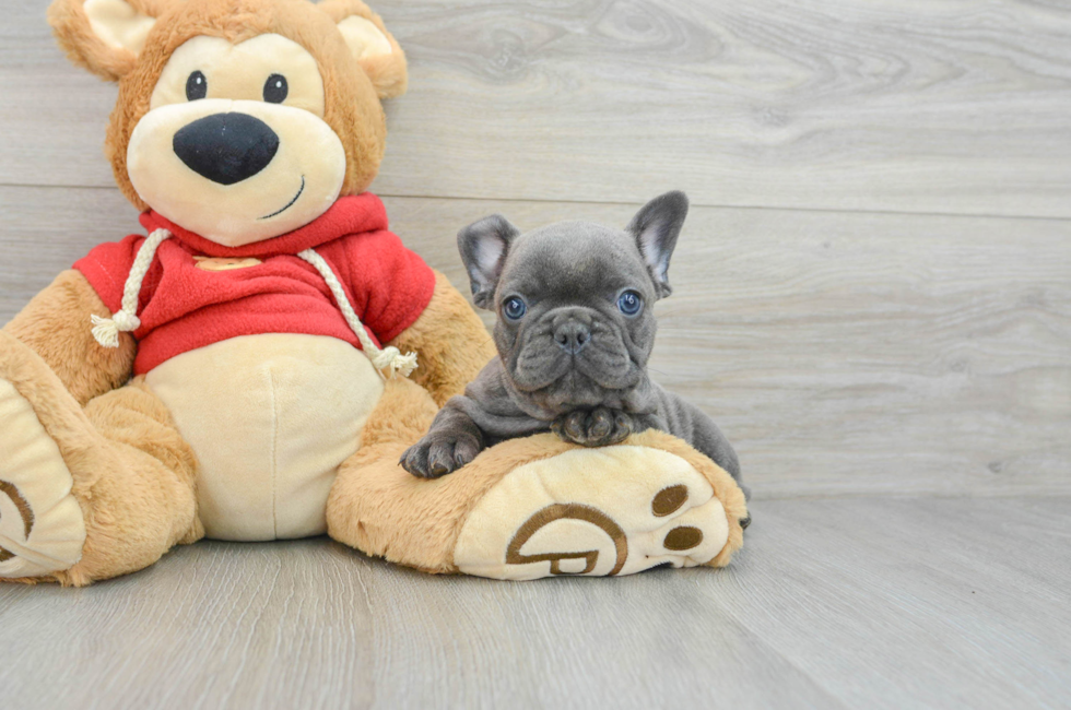 9 week old French Bulldog Puppy For Sale - Florida Fur Babies
