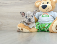 8 week old French Bulldog Puppy For Sale - Florida Fur Babies