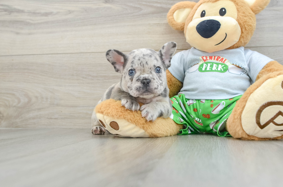 8 week old French Bulldog Puppy For Sale - Florida Fur Babies